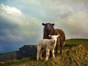 Two sheep stand near the Cliffs of Moher in Ireland