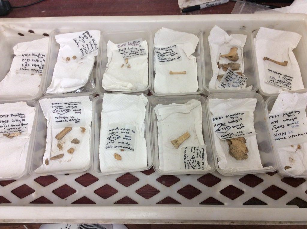 Some animal bone samples