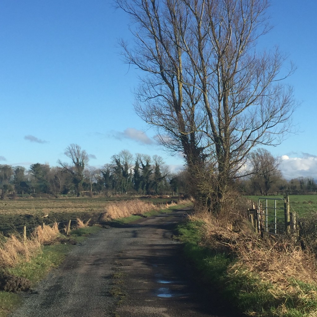 A beautiful country lane