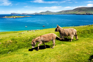 two donkeys in a field on the coast