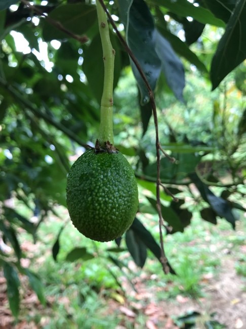 Picture of an Avocado in New Zealand