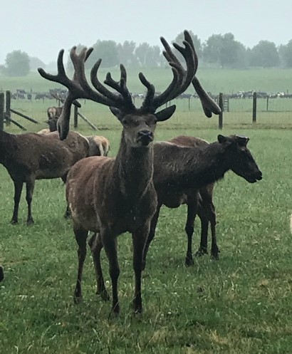 Picture of a large buck in New Zealand