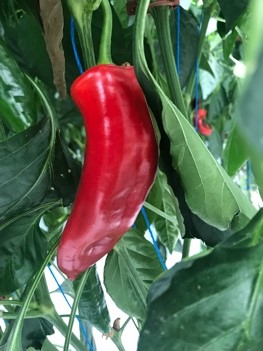 Picture of a red pepper in New Zealand