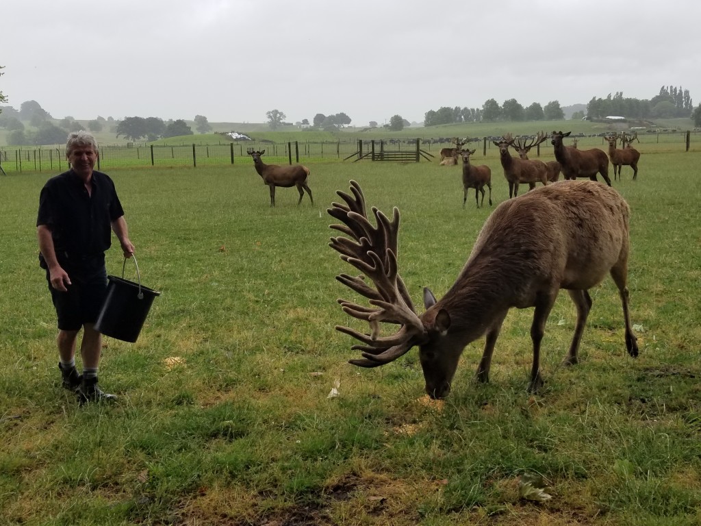 A herd of red deer is fed on a green field in New Zealand