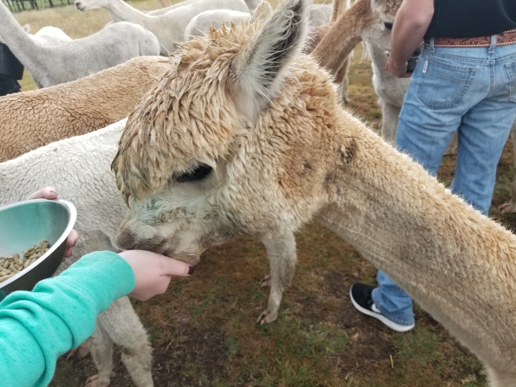 An Alpaca eats from the study abroad student's hand in New Zealand