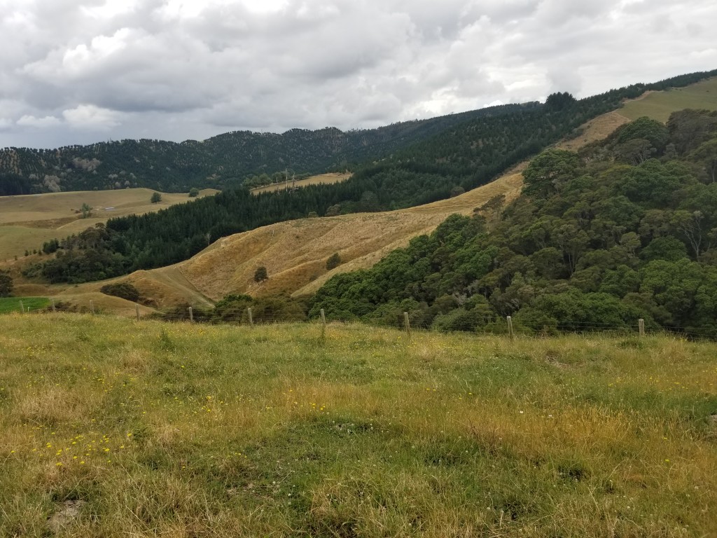 Green hilly landscape in New Zealand