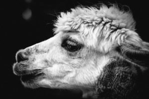 Black and white photo of an alpaca