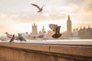 Birds sit on a ledge in front of the London skyline