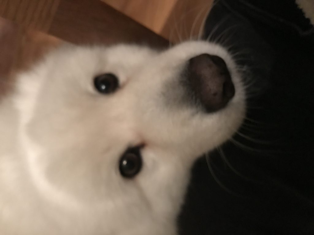 White dog rests its head on Ireland Intern leg