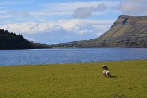 sheep graze in a field beside a lake and mountains