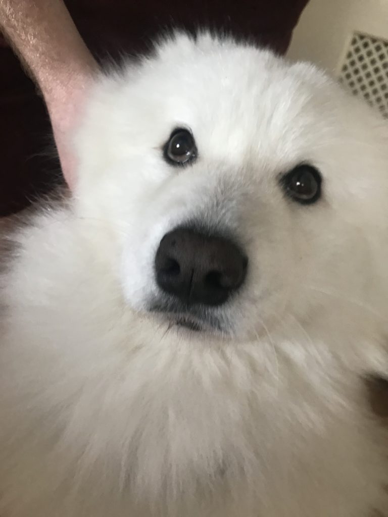 Picture of a white fluffy dog up close