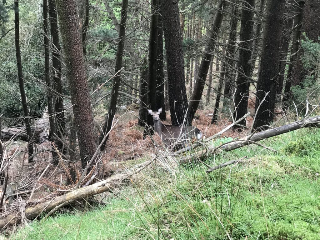 A deer looks out of the forest