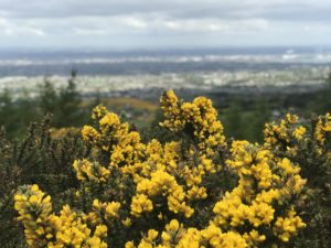 Bushes with yellow flowers against the backdrop of Dublin City far away
