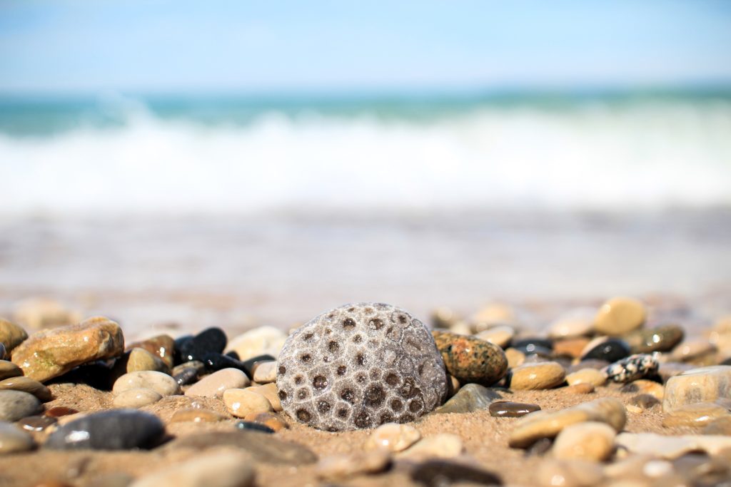 A fossilized Petosky stone on the shore of Lake Michigan