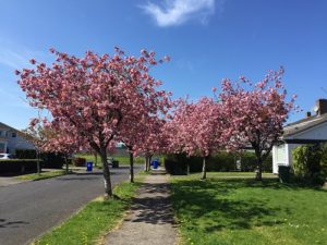 Irish street with cherry blossoms