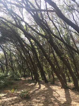 Trees in a forest