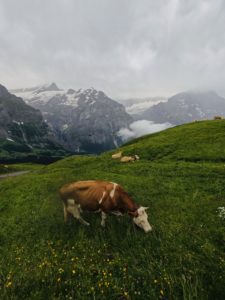 Cows in the Swiss Alps