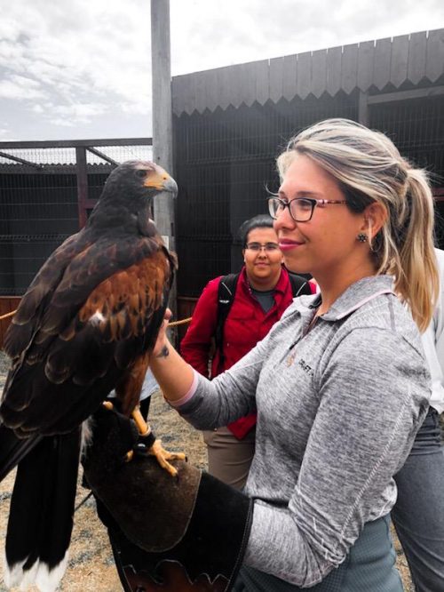 Intern holds falcon in Ireland