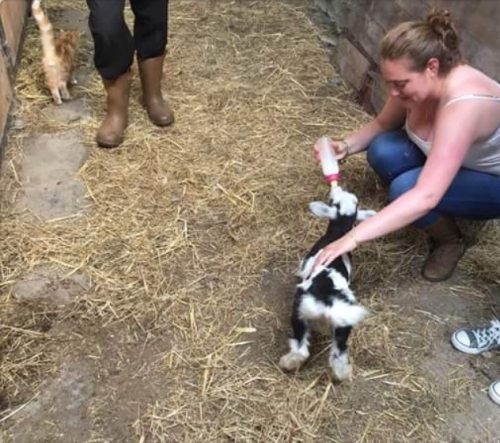 The student bottle feeds a baby goat